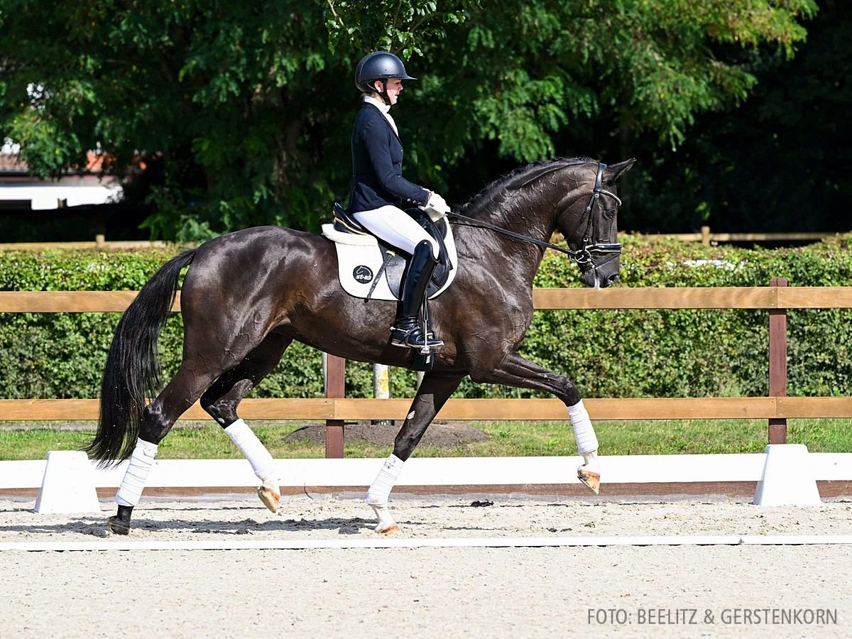 Koń hanowerski Klacz 4 lat 171 cm Kara in Verden