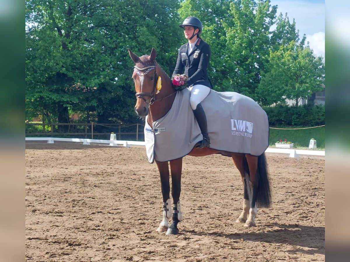 Koń hanowerski Klacz 4 lat 172 cm Gniada in Neum&#xFC;nster