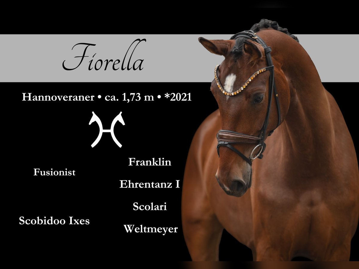 Koń hanowerski Klacz 4 lat 173 cm Gniada in Wehringen