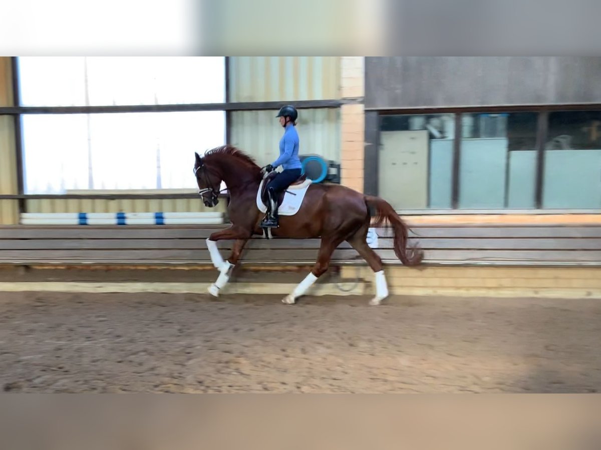 Koń hanowerski Klacz 4 lat 178 cm Kasztanowata in Burgdorf