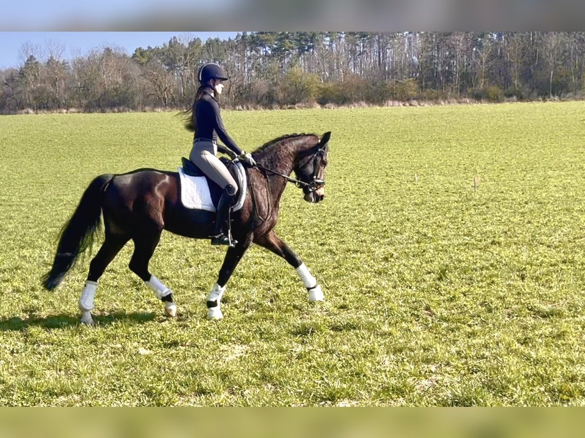 Koń hanowerski Klacz 5 lat 160 cm Gniada in Harsdorf