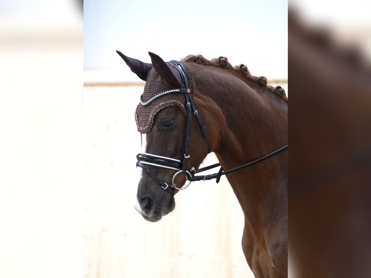 Koń hanowerski Klacz 5 lat 161 cm Ciemnokasztanowata in Hohenfelde