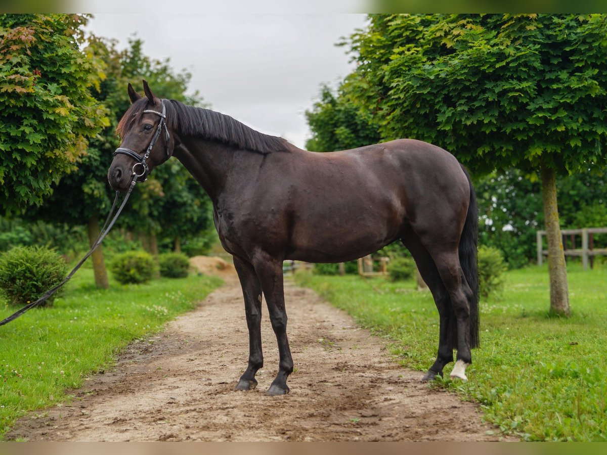 Koń hanowerski Klacz 5 lat 162 cm Kara in G&#xFC;by