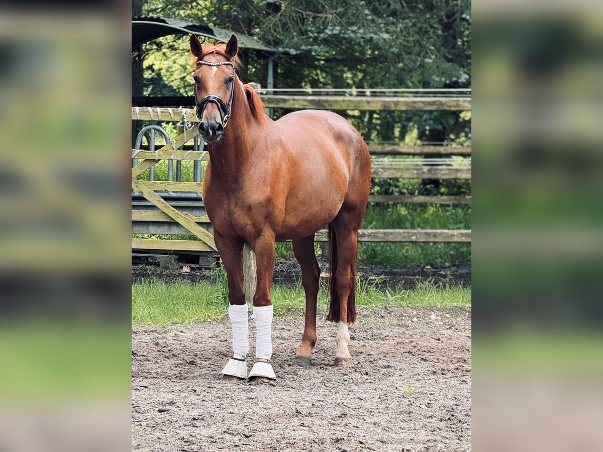 Koń hanowerski Klacz 5 lat 164 cm Kasztanowata in Wohltorf