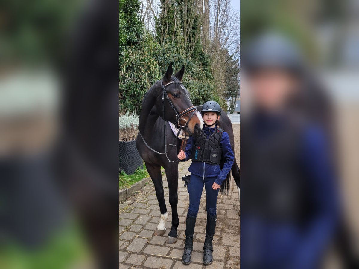 Koń hanowerski Klacz 5 lat 166 cm Ciemnogniada in Erftstadt