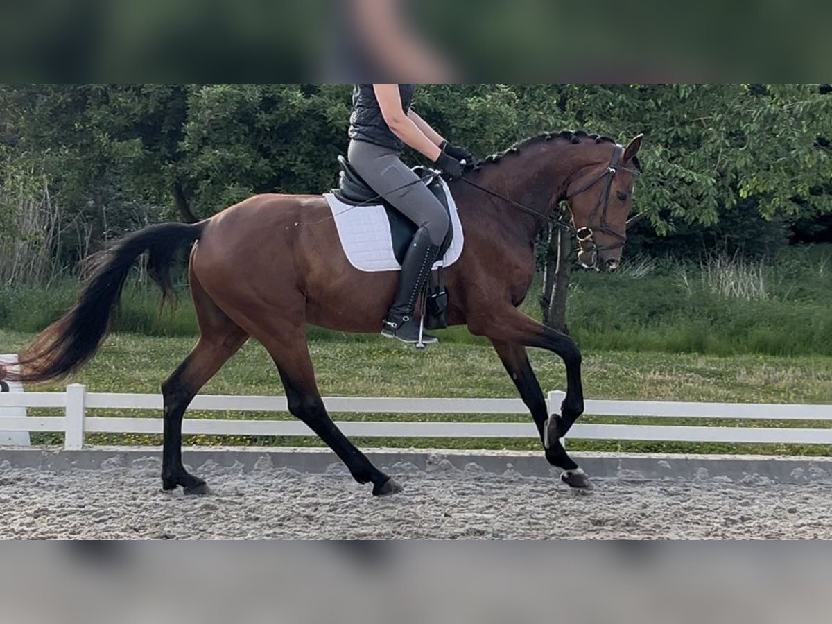 Koń hanowerski Klacz 5 lat 166 cm Ciemnogniada in Mönchengladbach