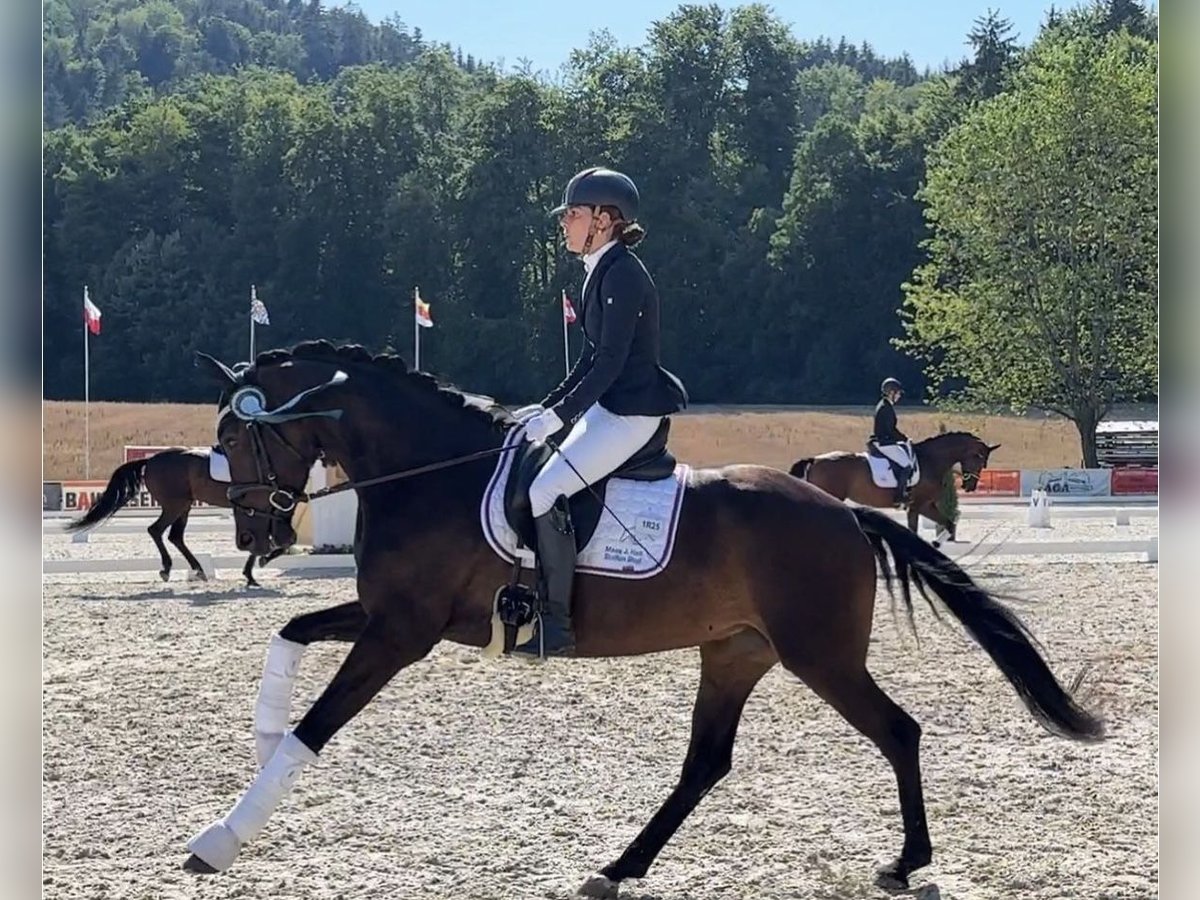 Koń hanowerski Klacz 5 lat 167 cm Ciemnogniada in Thalheim bei Wels