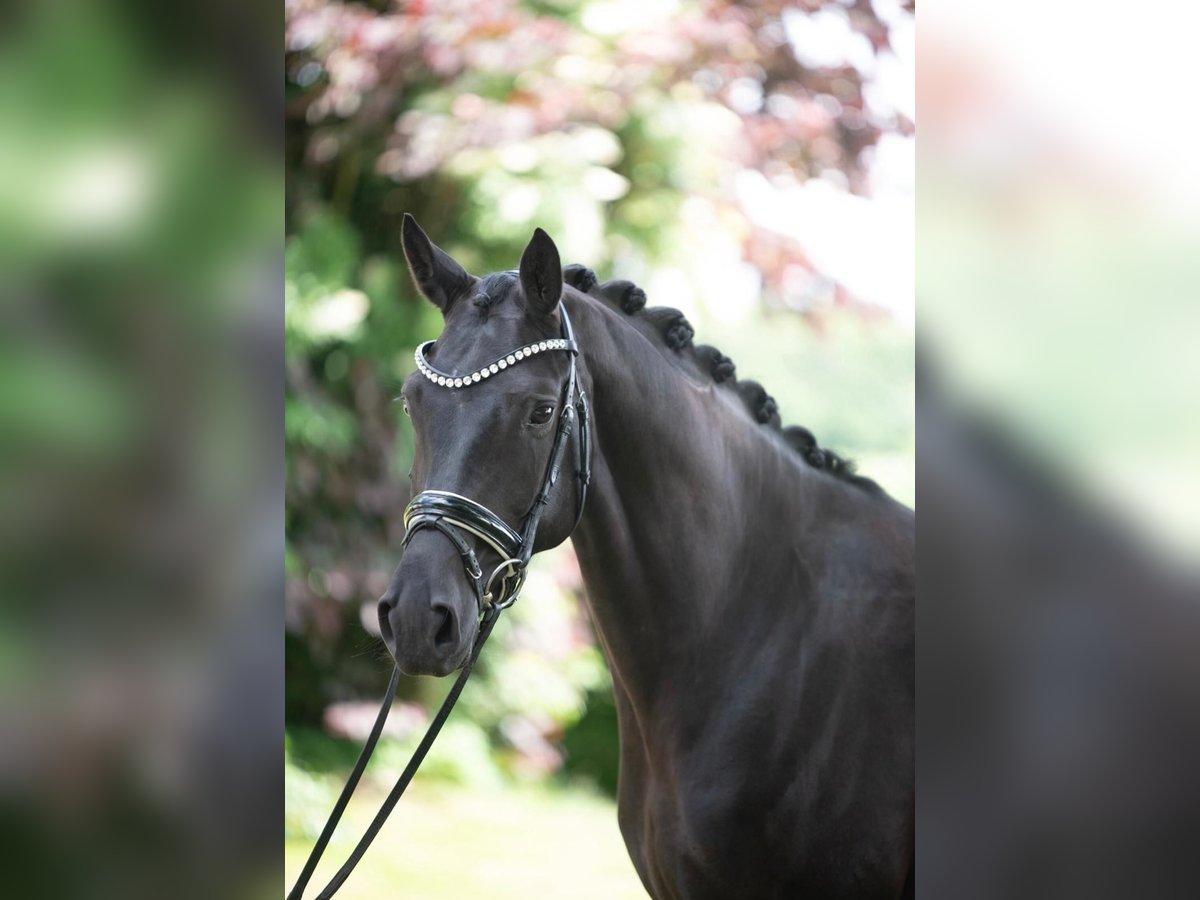 Koń hanowerski Klacz 5 lat 168 cm Kara in Paderborn
