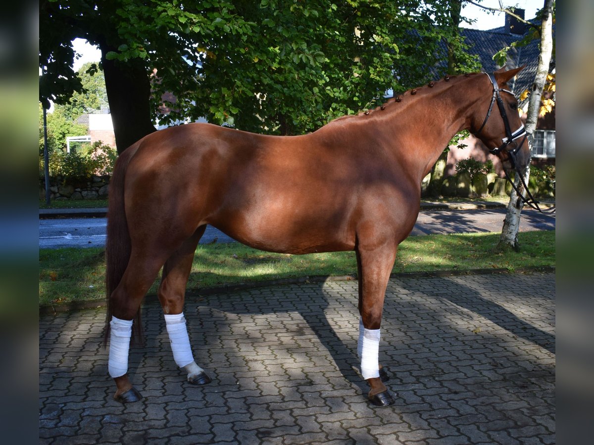 Koń hanowerski Klacz 5 lat 168 cm Kasztanowata in Fredenbeck