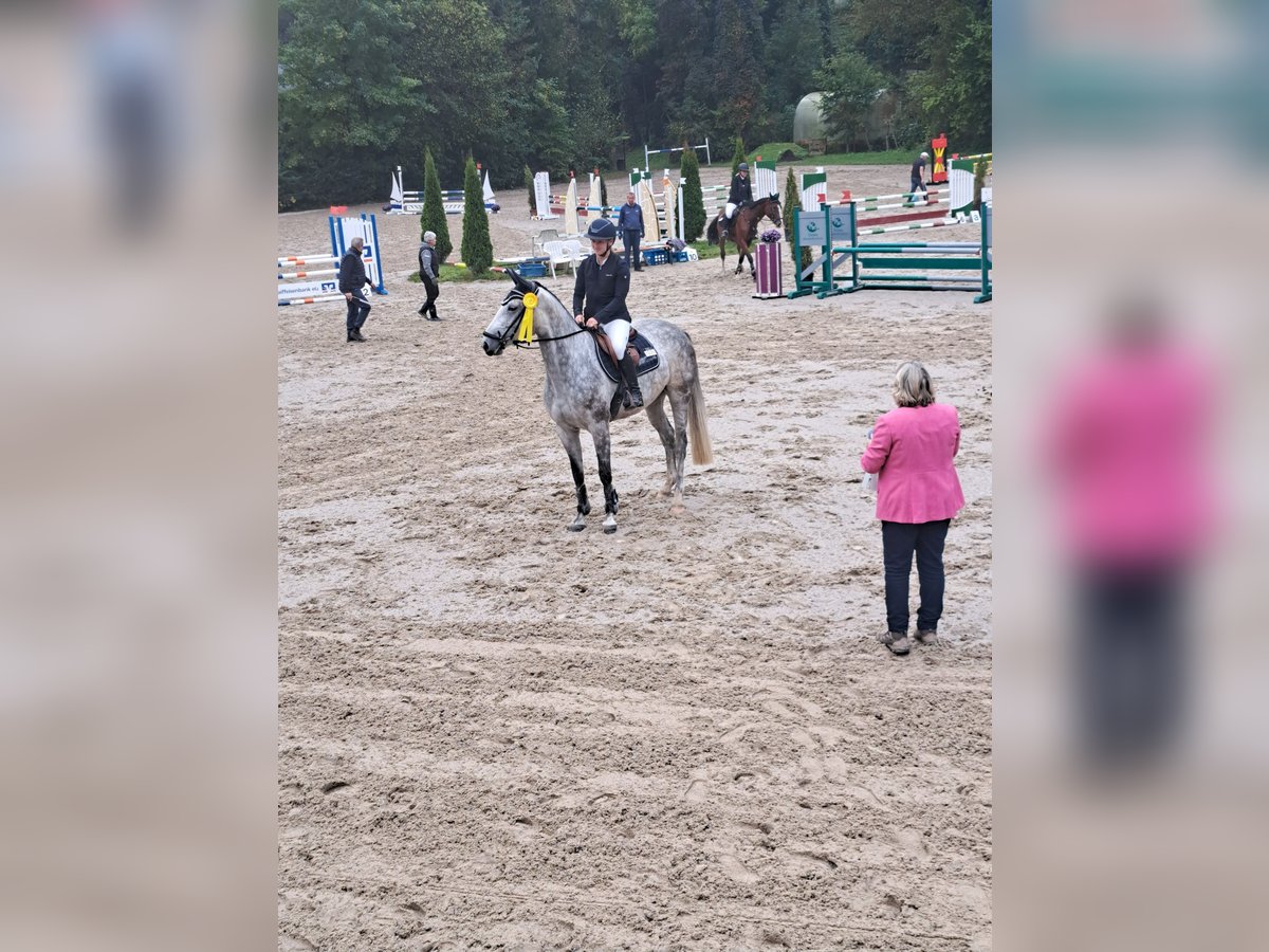 Koń hanowerski Klacz 5 lat 168 cm Siwa jabłkowita in Garching an der Alz