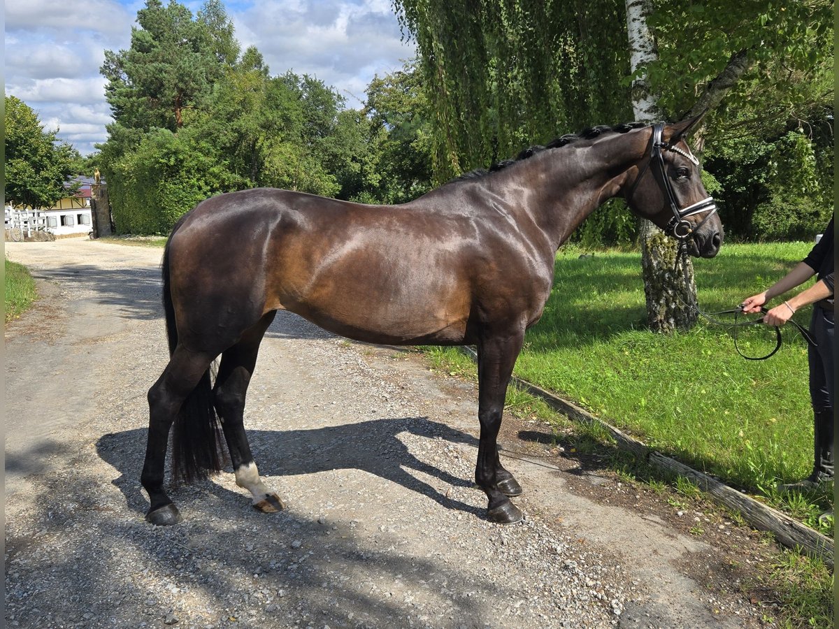 Koń hanowerski Klacz 5 lat 169 cm Ciemnogniada in R&#xF6;ttingen