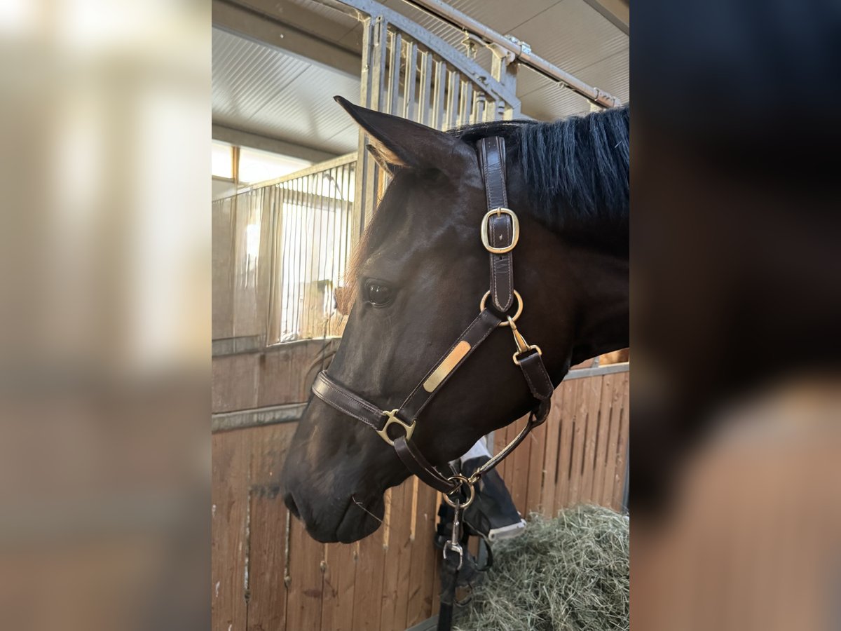 Koń hanowerski Klacz 5 lat 170 cm Ciemnogniada in Freystadt