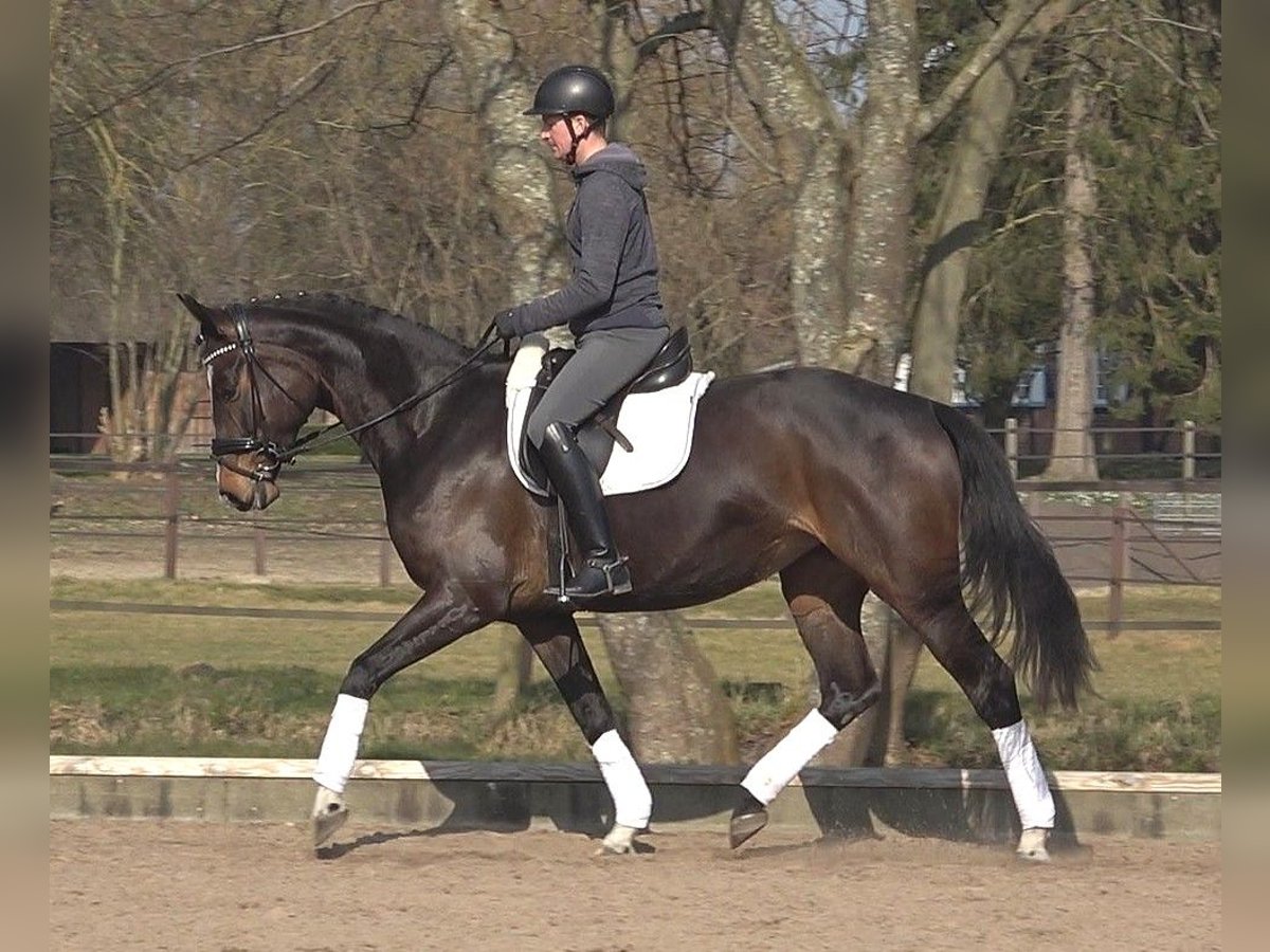 Koń hanowerski Klacz 5 lat 170 cm Ciemnogniada in Ratekau