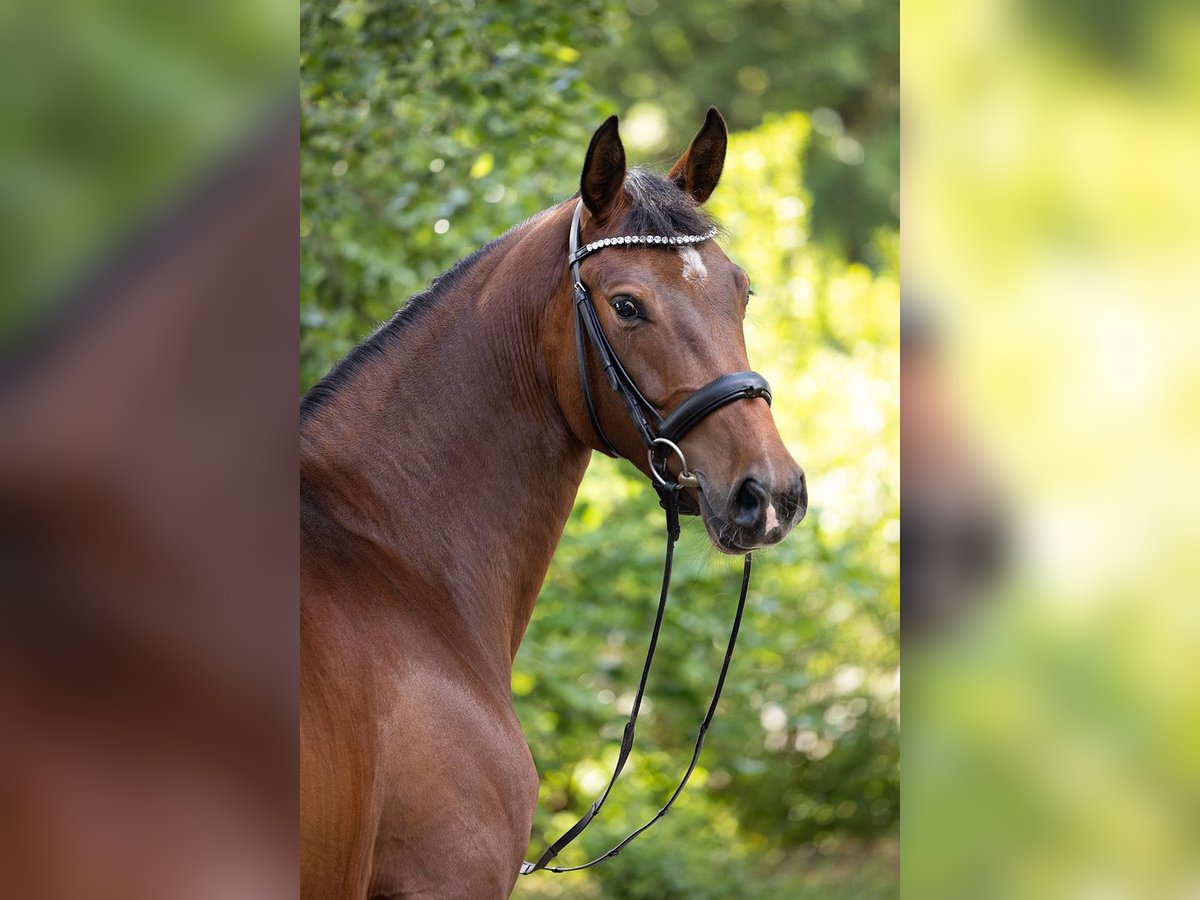 Koń hanowerski Klacz 5 lat 170 cm Gniada in Falkensee
