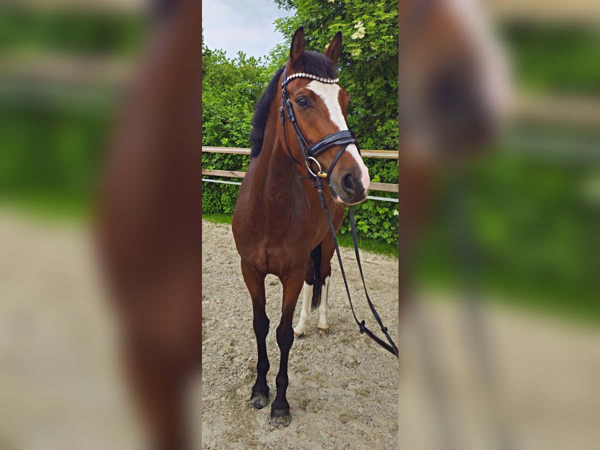 Koń hanowerski Klacz 5 lat 170 cm Gniada in Bedburg