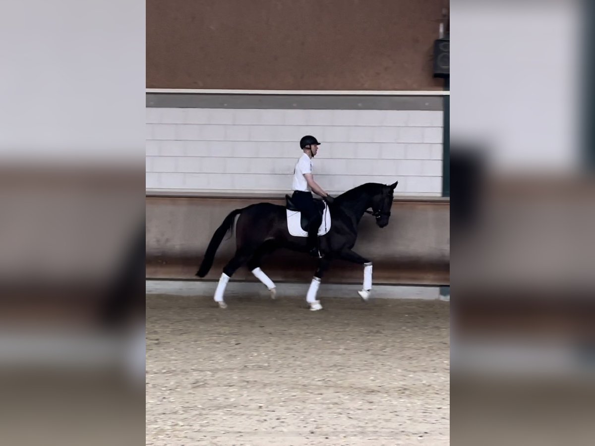 Koń hanowerski Klacz 5 lat 170 cm Gniada in Lindwedel