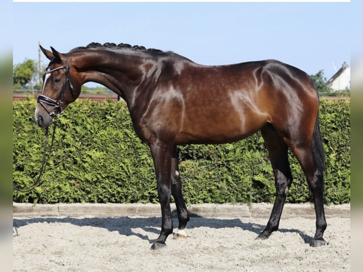 Koń hanowerski Klacz 5 lat 170 cm Gniada in Tiddische
