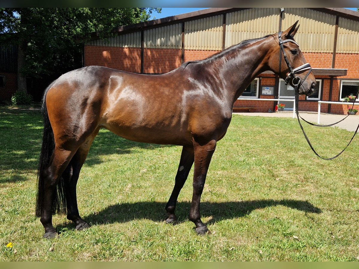 Koń hanowerski Klacz 5 lat 170 cm Gniada in Nienhagen