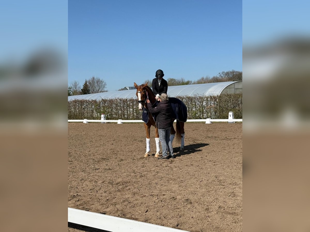 Koń hanowerski Klacz 5 lat 170 cm in Selsingen