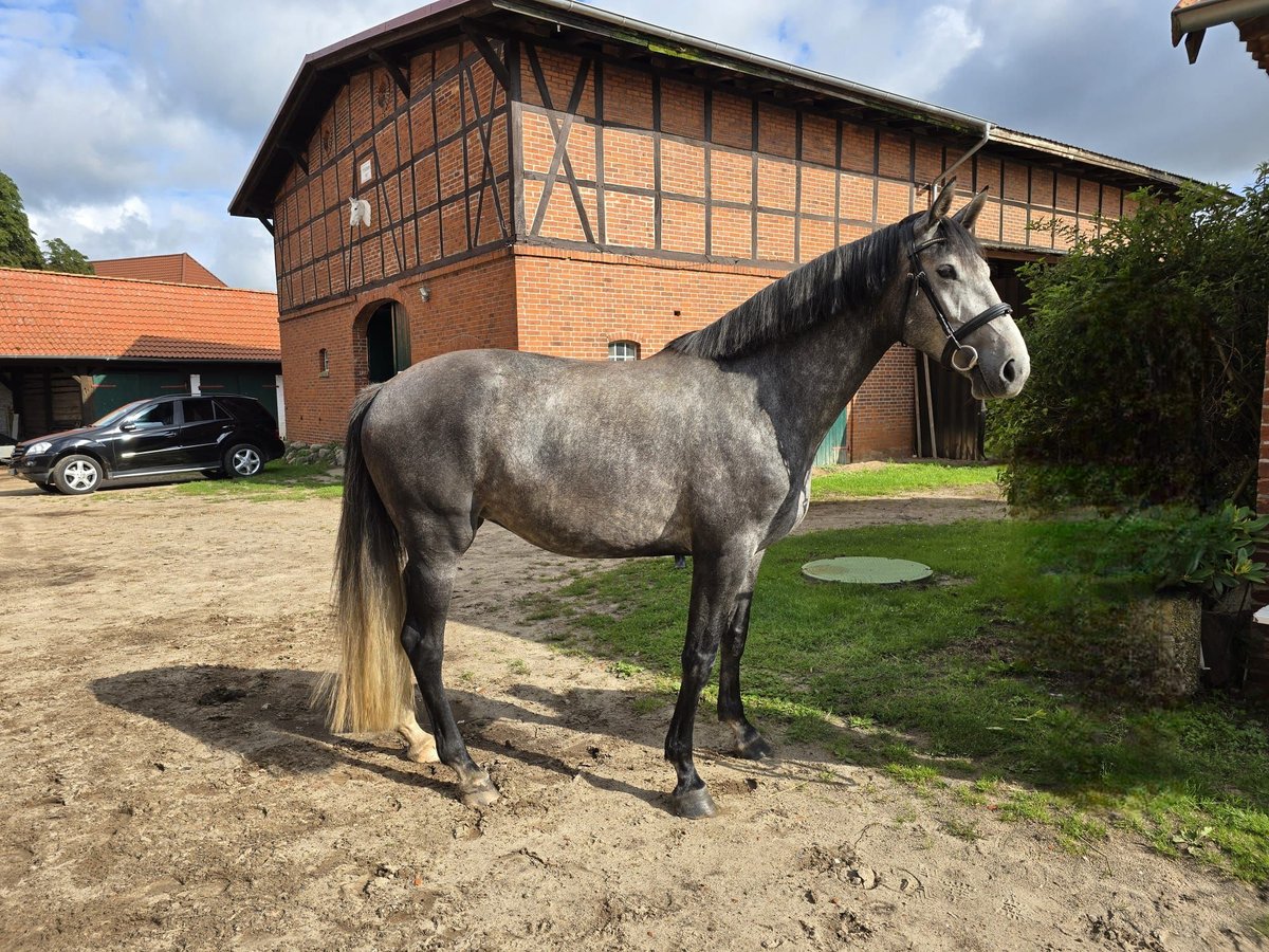 Koń hanowerski Klacz 5 lat 170 cm Siwa jabłkowita in Bleckede