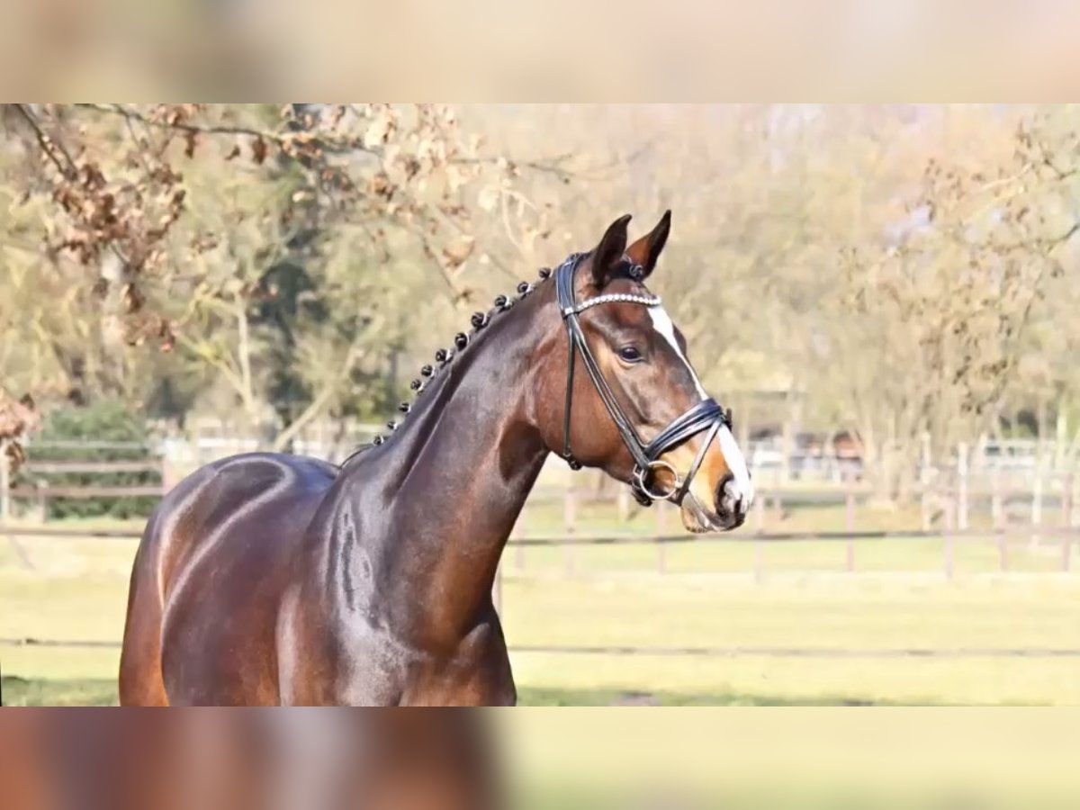 Koń hanowerski Klacz 5 lat 172 cm Ciemnogniada in Ahrensburg