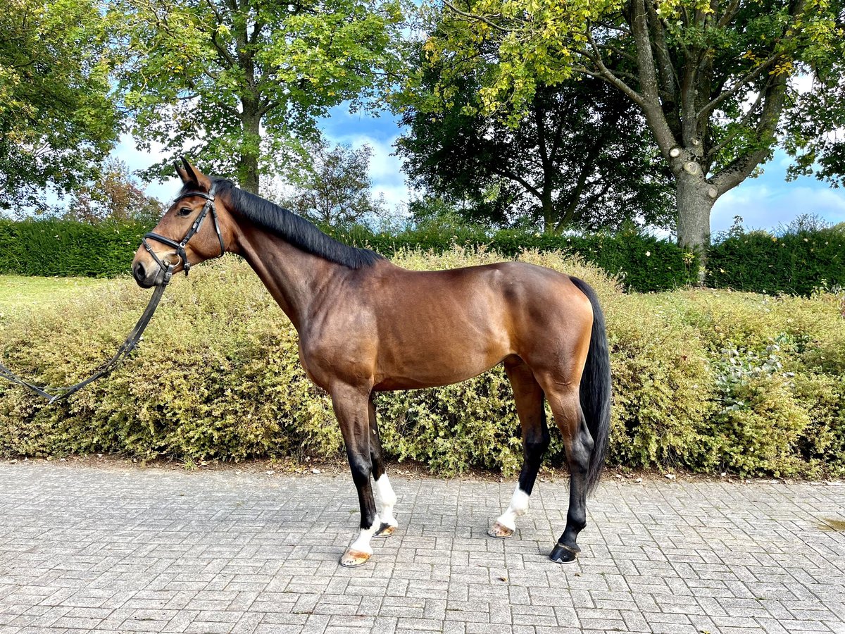 Koń hanowerski Klacz 5 lat 172 cm Ciemnogniada in Diemelsee