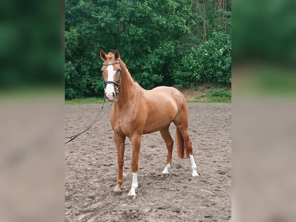 Koń hanowerski Klacz 5 lat 172 cm Kasztanowata in Barenburg