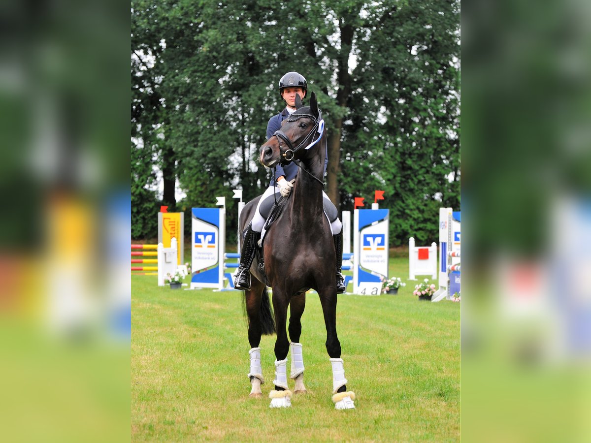 Koń hanowerski Klacz 5 lat 178 cm Skarogniada in Freren