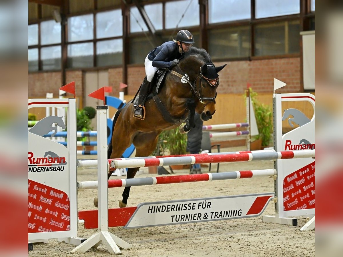 Koń hanowerski Klacz 6 lat 160 cm Gniada in Müssen