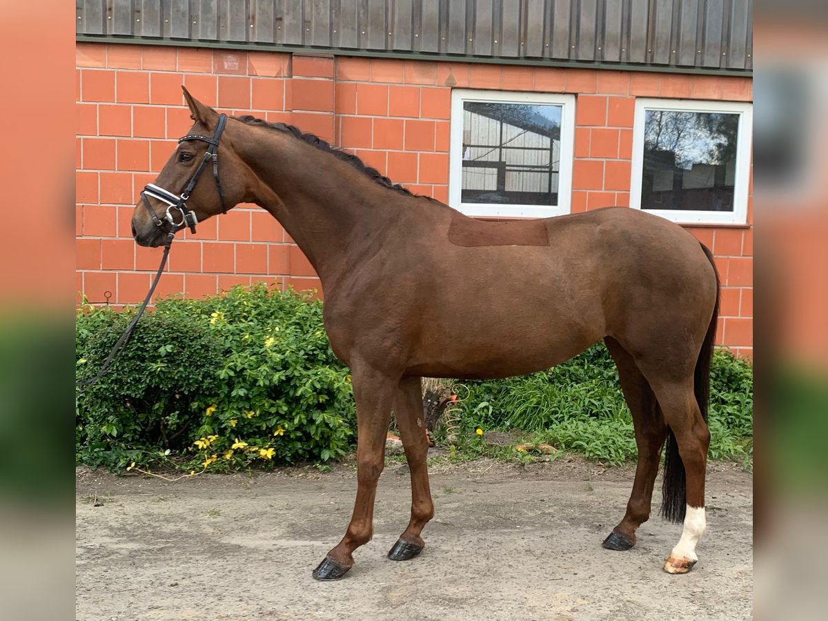 Koń hanowerski Klacz 6 lat 164 cm Ciemnokasztanowata in Hepstedt