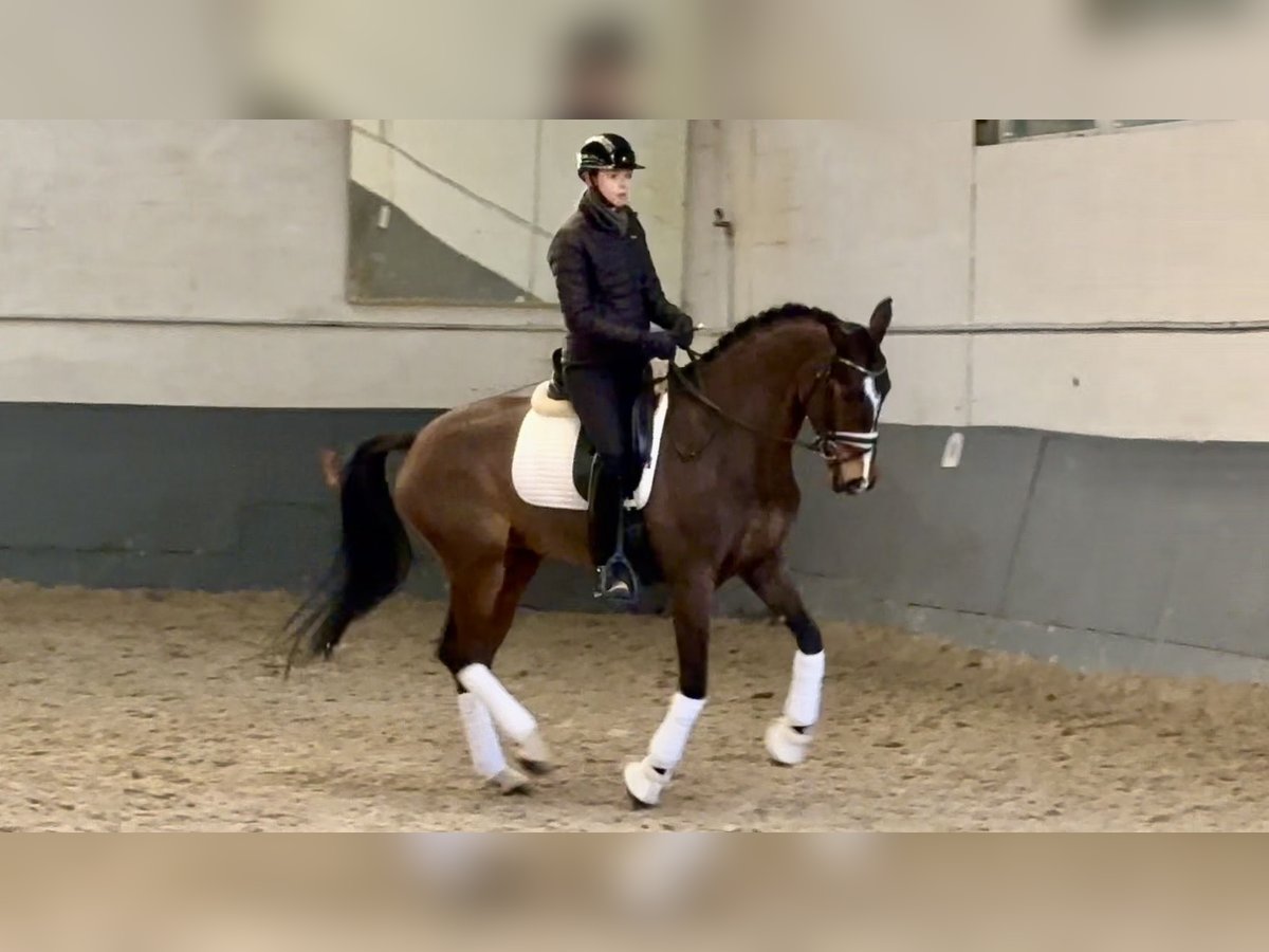 Koń hanowerski Klacz 6 lat 165 cm Gniada in Maisons-Laffitte