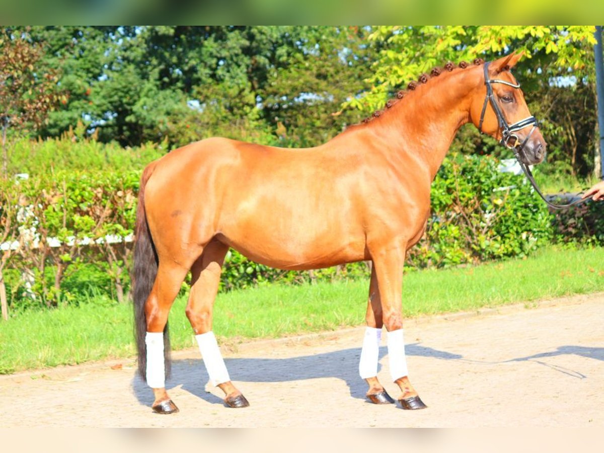 Koń hanowerski Klacz 6 lat 165 cm Kasztanowata in Selsingen