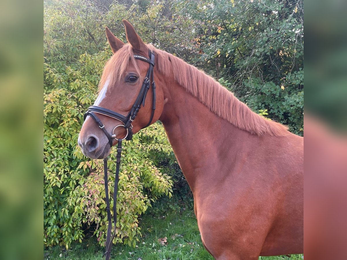 Koń hanowerski Klacz 6 lat 165 cm Kasztanowata in Essen (Oldenburg) Koń hanowerski Klacz 6 lat 165 cm Kasztanowata in Essen (Oldenburg)