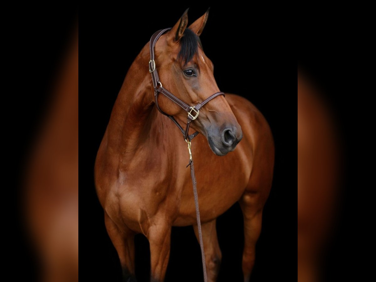 Koń hanowerski Klacz 6 lat 165 cm in T&#xF6;nisvorst