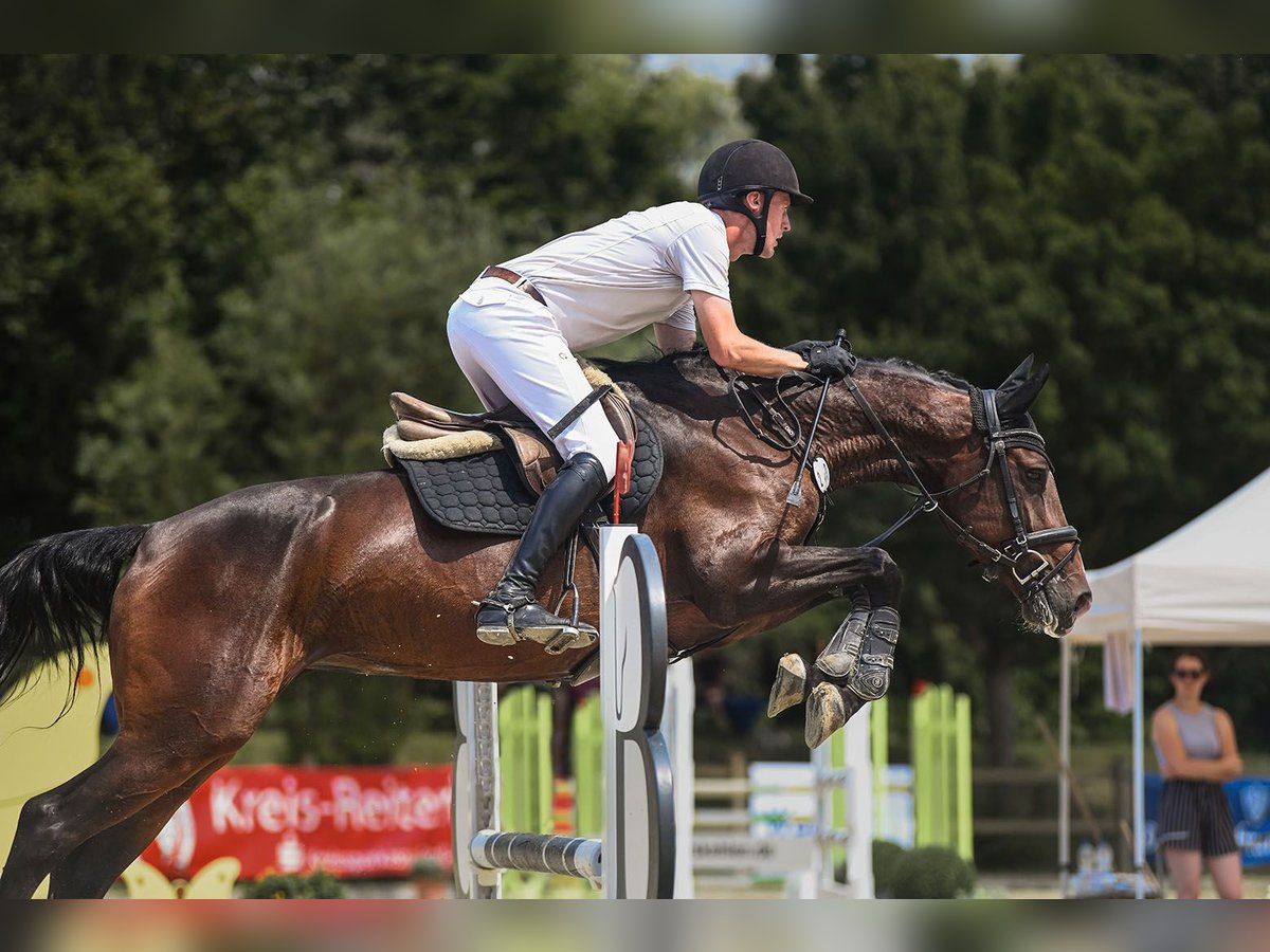 Koń hanowerski Klacz 6 lat 166 cm Gniada in Riedstadt