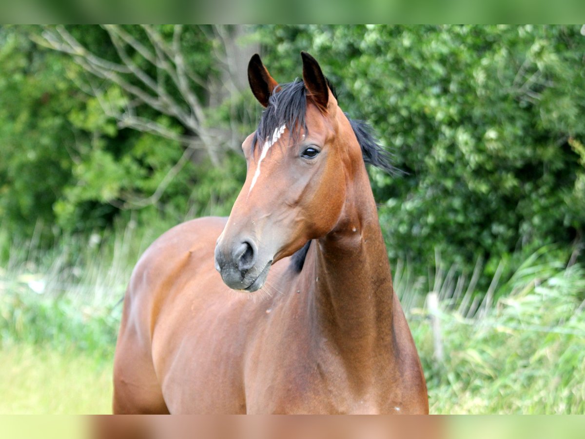 Koń hanowerski Klacz 6 lat 167 cm Gniada in Kutenholz