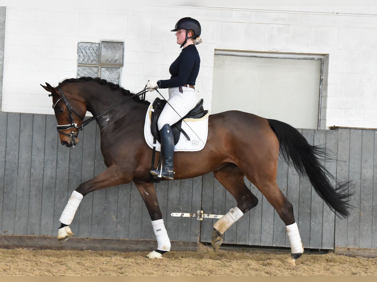 Koń hanowerski Klacz 6 lat 168 cm Gniada in Tiddische13