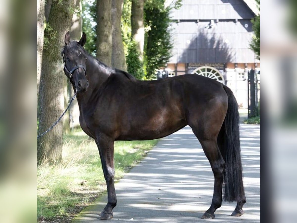 Koń hanowerski Klacz 6 lat 168 cm Kara in Lienen