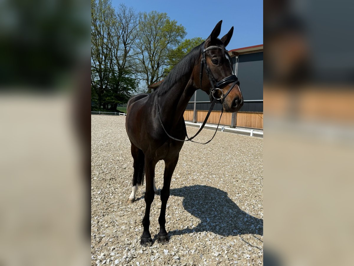 Koń hanowerski Klacz 6 lat 170 cm Ciemnogniada in Senden