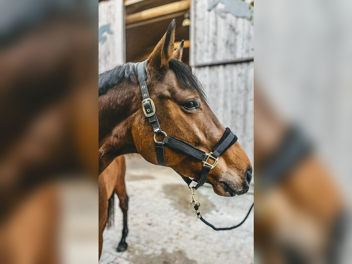 Koń hanowerski Klacz 6 lat 170 cm Gniada in Haslau