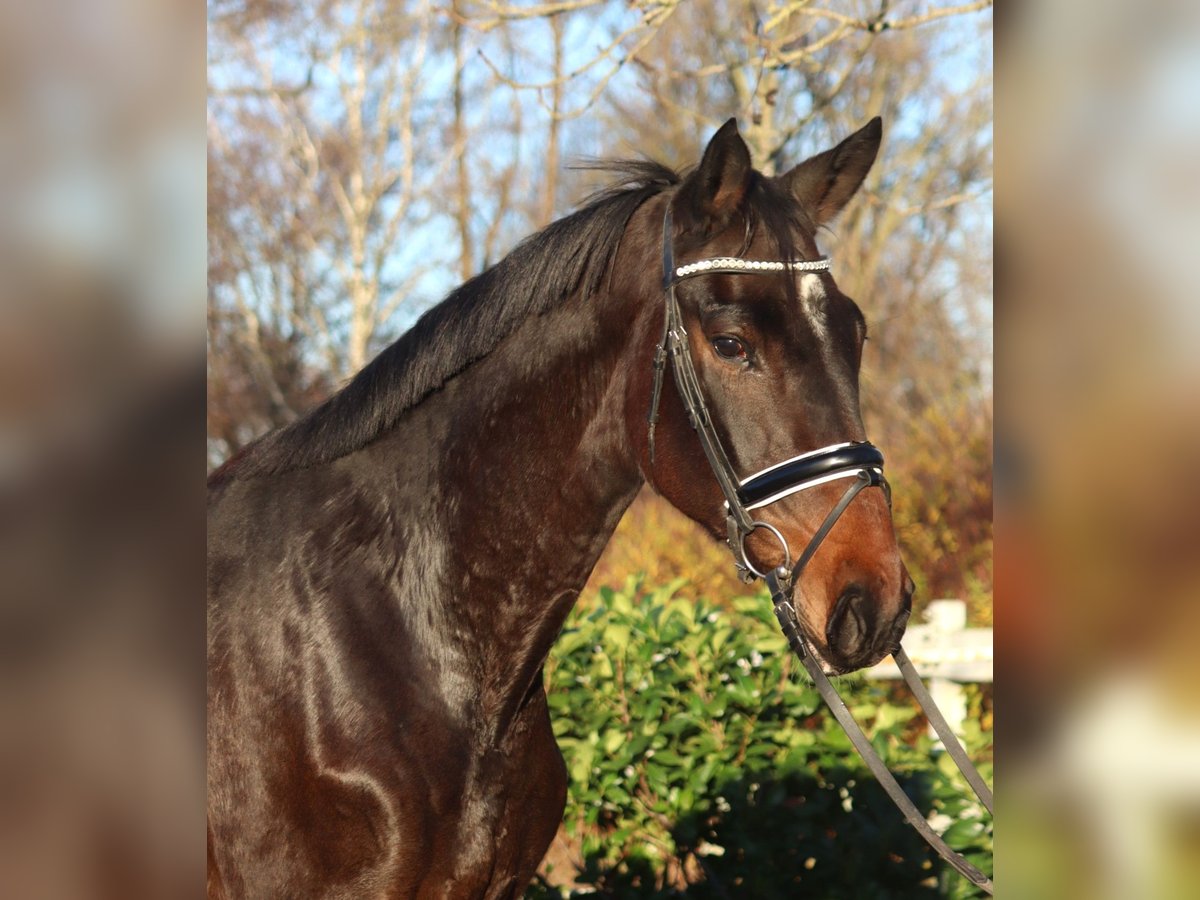 Koń hanowerski Klacz 6 lat 170 cm Gniada in Selsingen