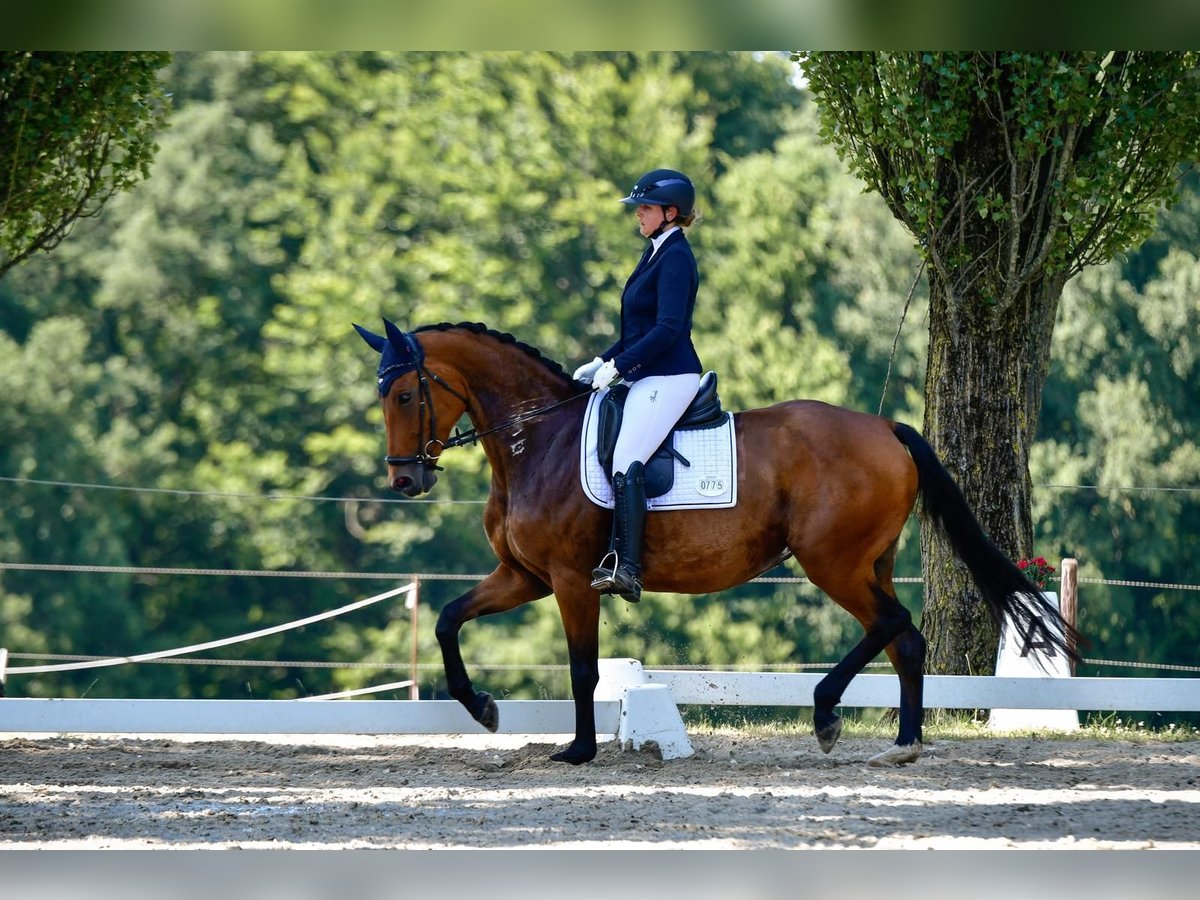 Koń hanowerski Klacz 6 lat 170 cm Gniada in Bonn Koń hanowerski Klacz 6 lat 170 cm Gniada in Bonn