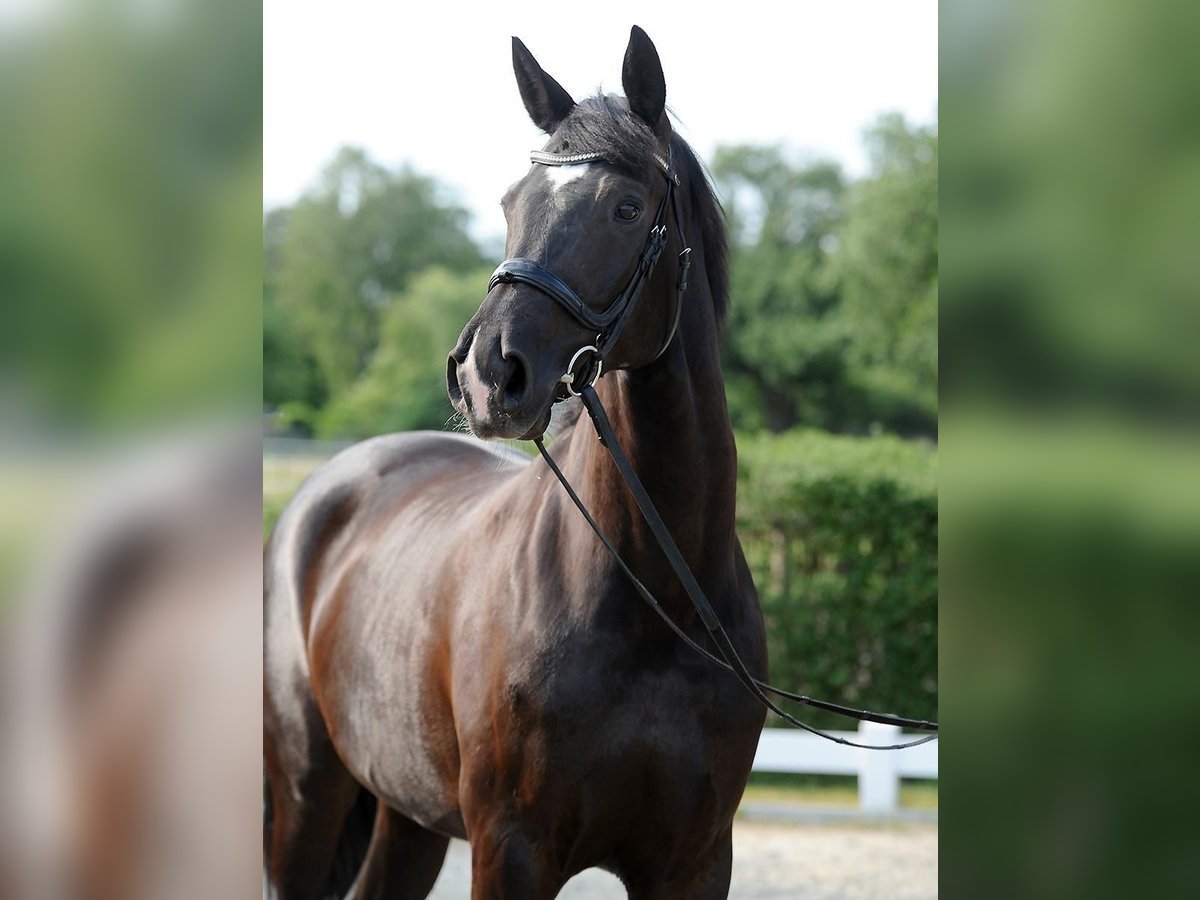 Koń hanowerski Klacz 6 lat 170 cm Kara in Wedemark