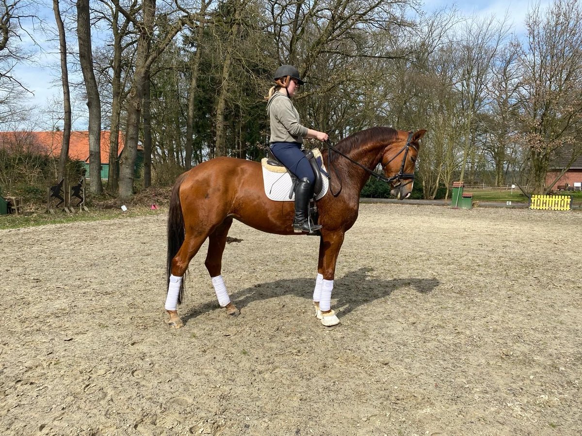 Koń hanowerski Klacz 6 lat 170 cm Kasztanowata in Kutenholz