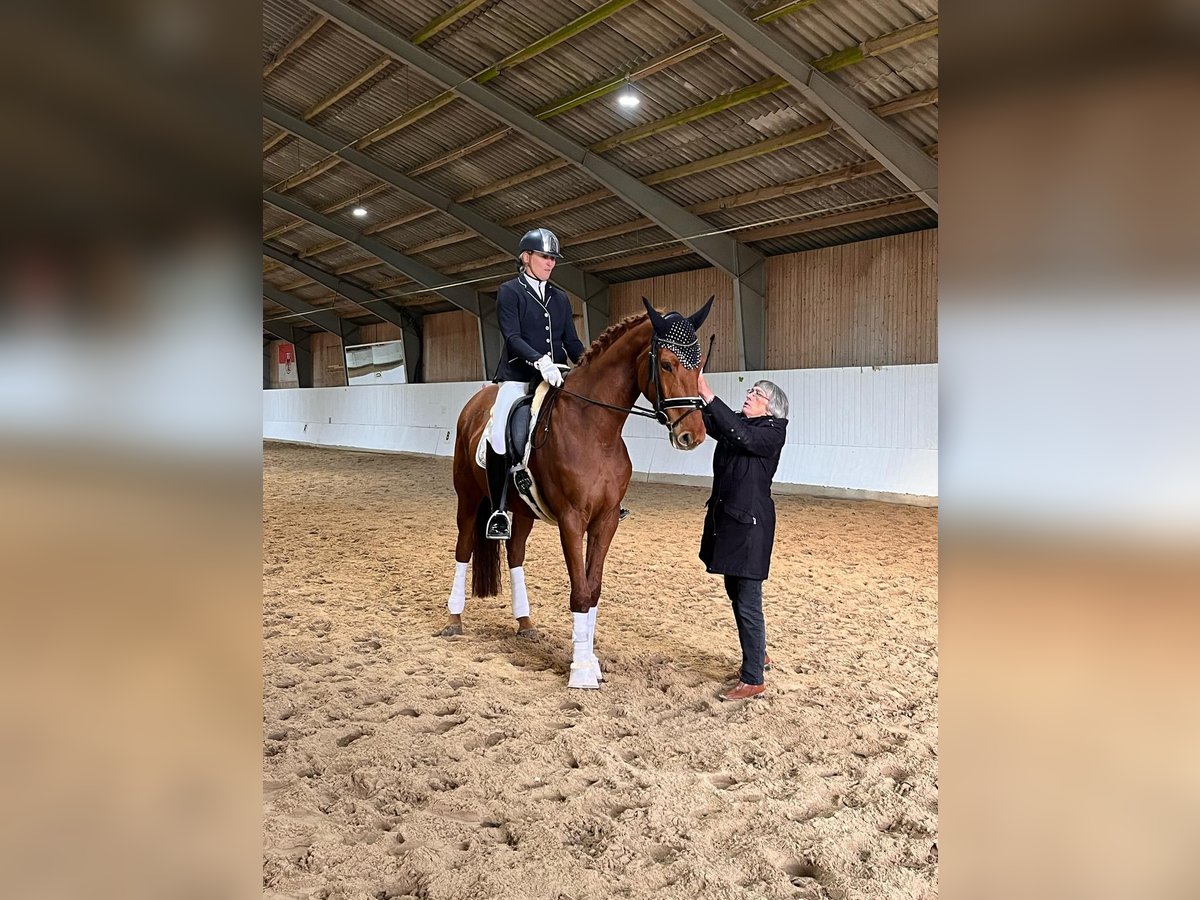 Koń hanowerski Klacz 6 lat 172 cm Kasztanowata in Strausberg