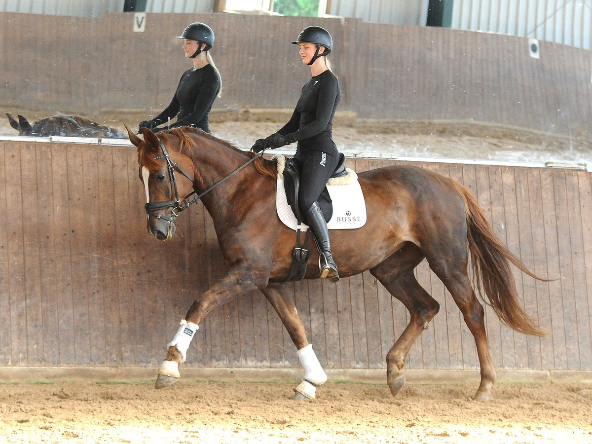 Koń hanowerski Klacz 6 lat 173 cm Ciemnokasztanowata in Isernhagen