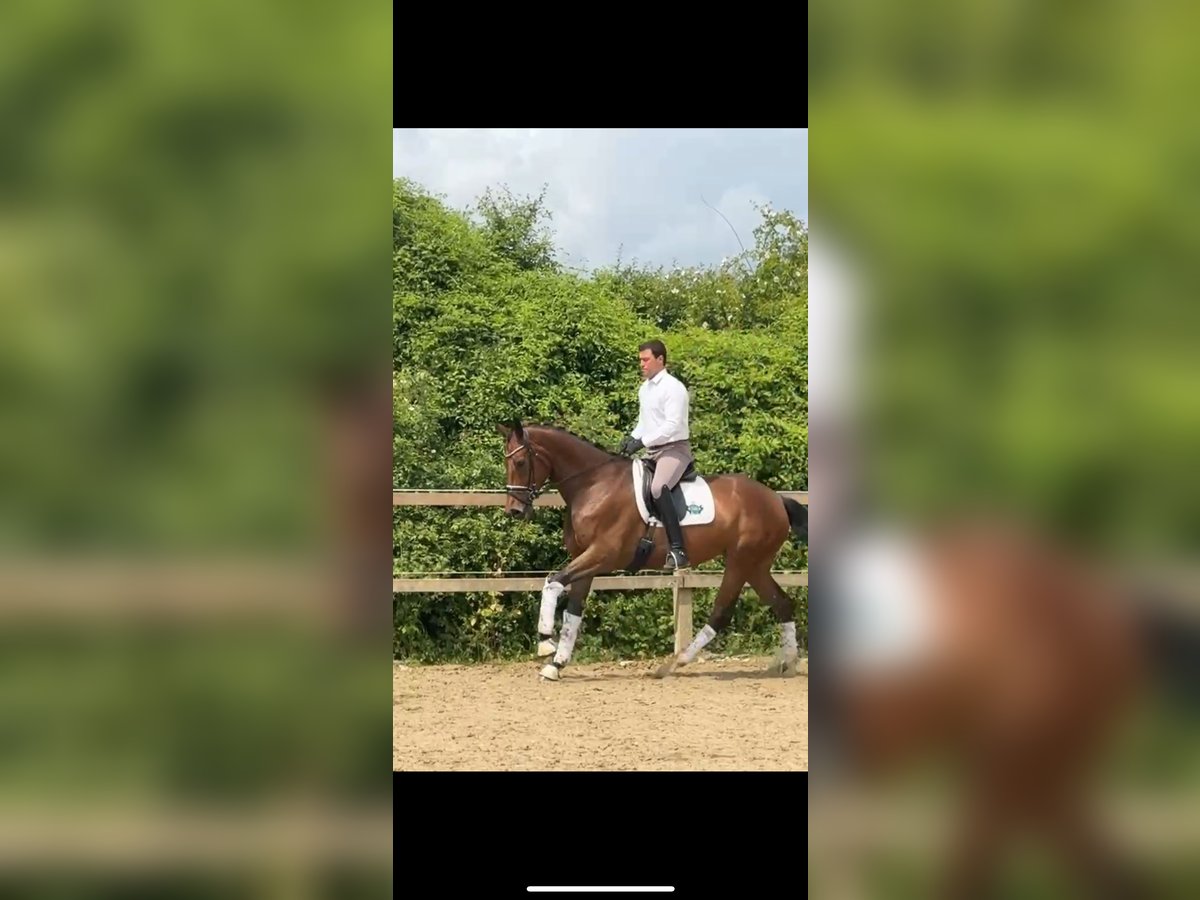 Koń hanowerski Klacz 6 lat 173 cm Gniada in Rosdorf