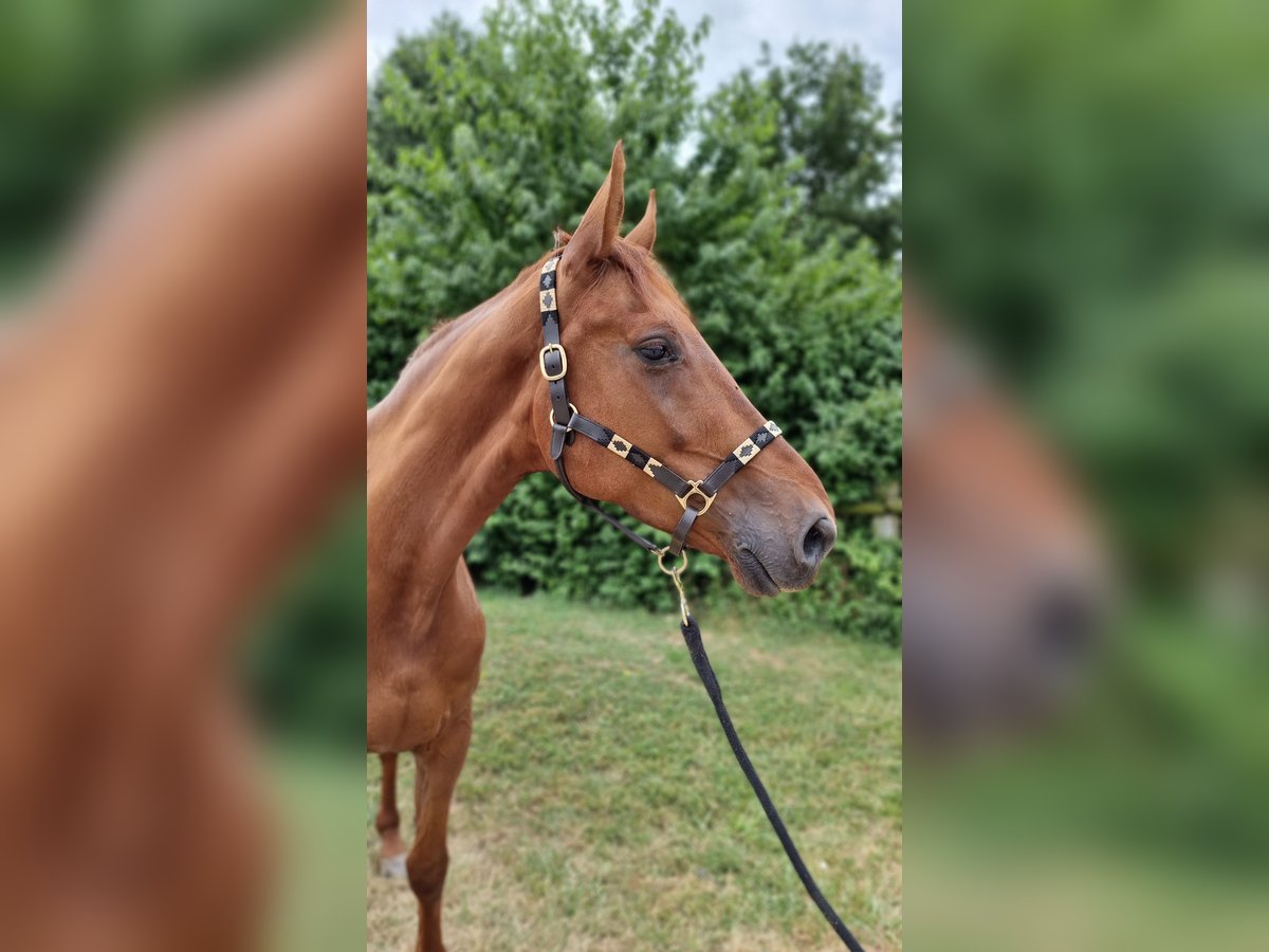 Koń hanowerski Klacz 6 lat 174 cm Ciemnokasztanowata in Avenches