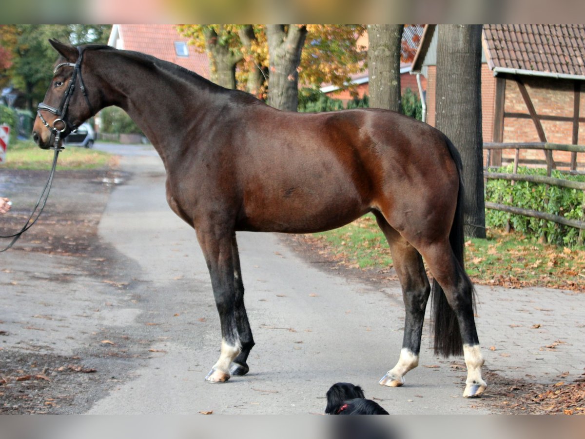 Koń hanowerski Klacz 6 lat 174 cm Gniada in Kutenholz