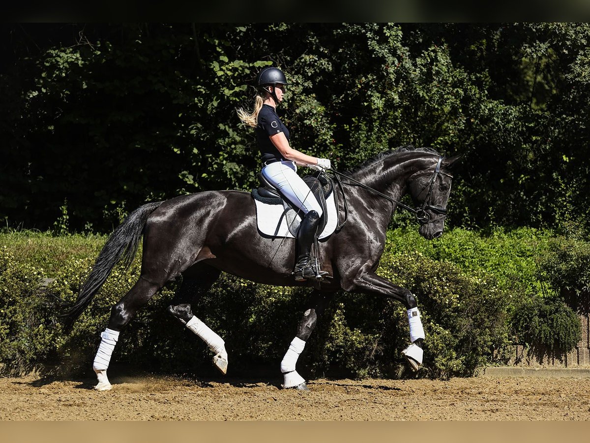 Koń hanowerski Klacz 6 lat 174 cm Kara in Riedstadt